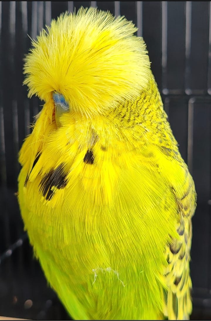 Johan van der Merwe Best Bird, Best Any Age, Best Rare on Show, Challenge Certificate Easeley Clearebody, Best Champion and Best Champion Any Age on Show