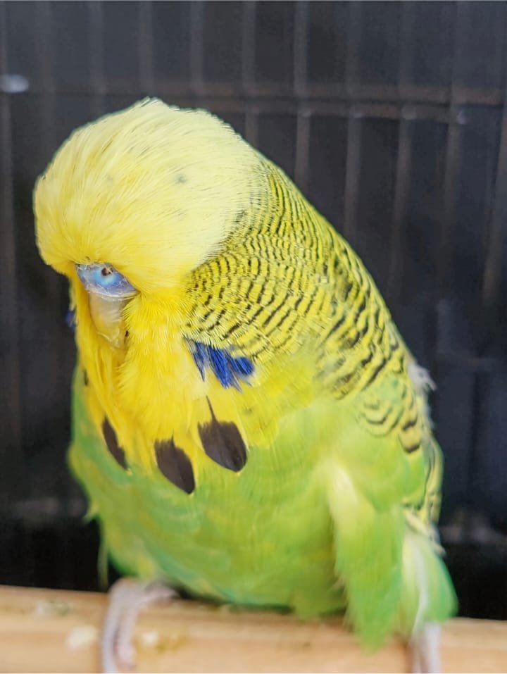 The Visser Aviary CC Best Dark Green on Show