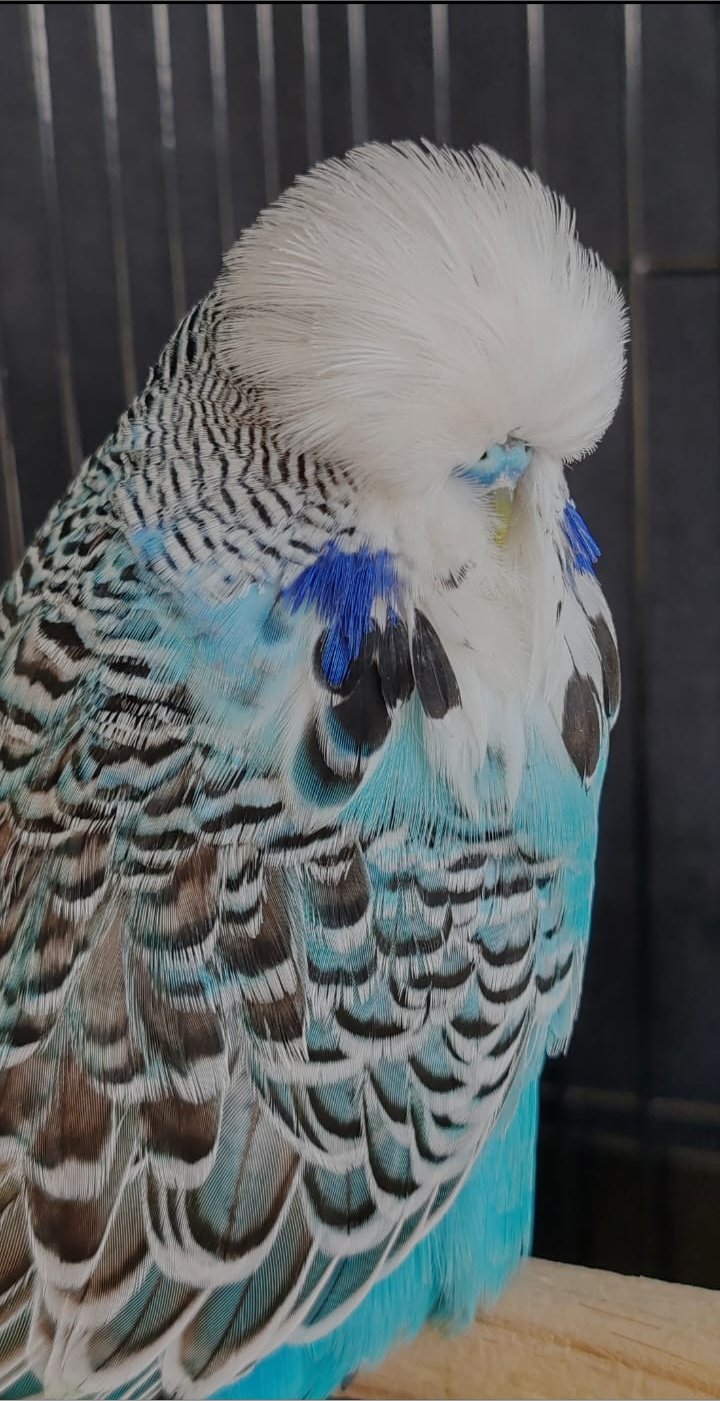 Johan vd Merwe CC Best Skyblue on Show