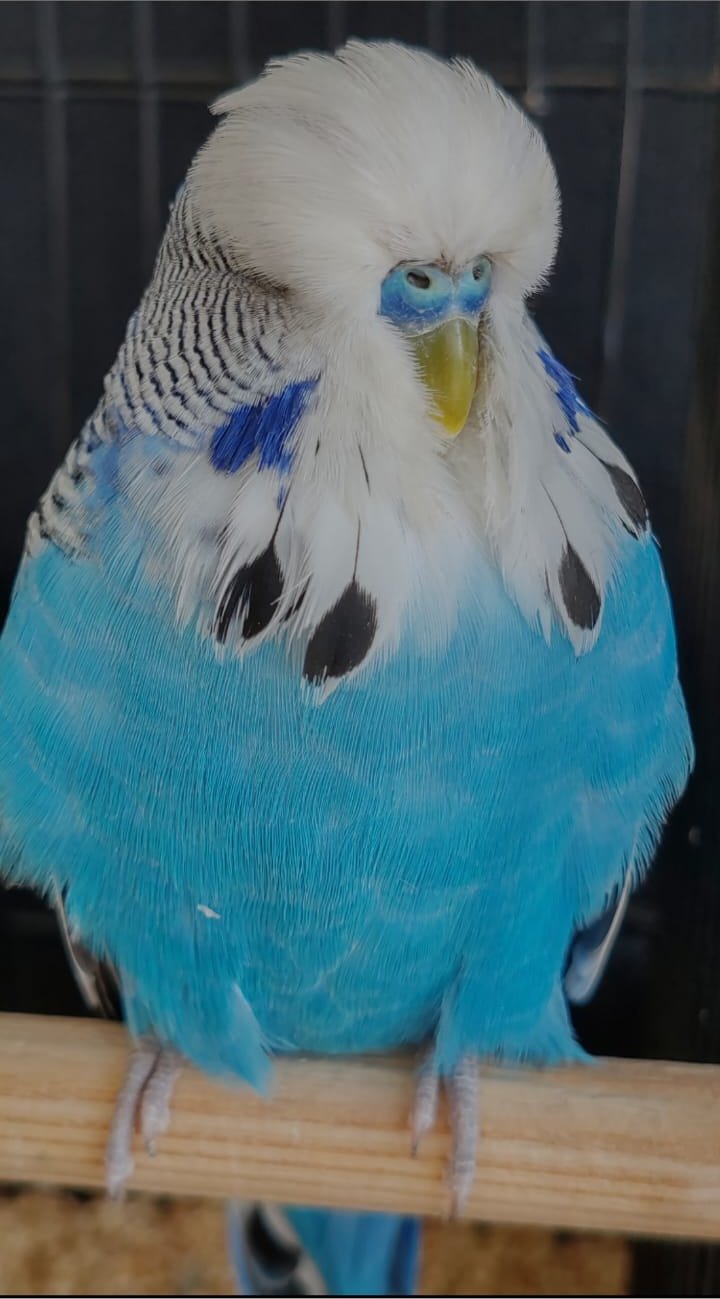 Wally Luck CC Best Cobalt on Show