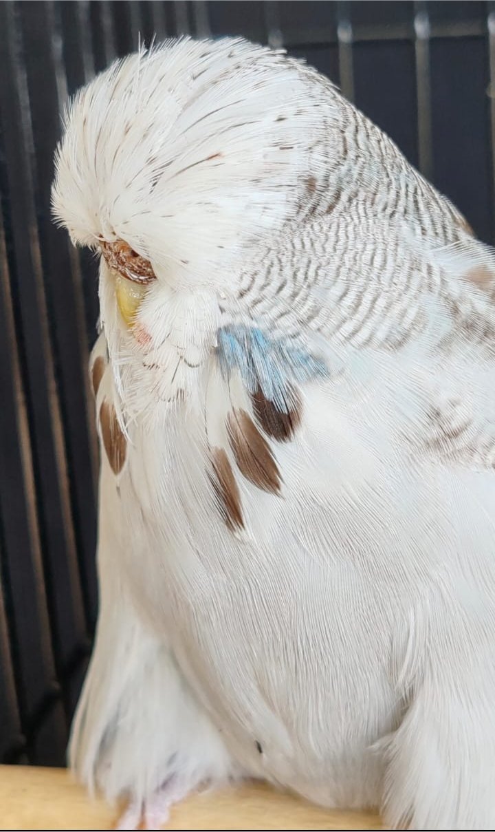 Johan vd Merwe CC Best Cinnamon Grey on Show