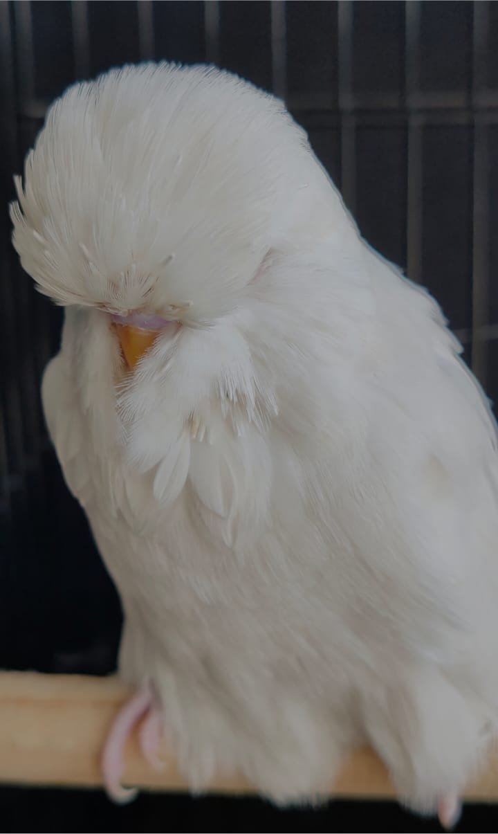 RW Boerdery CC Best Albino on Show