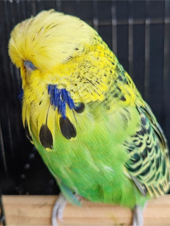 Johan vd Merwe CC Best Opaline Green Series on Show