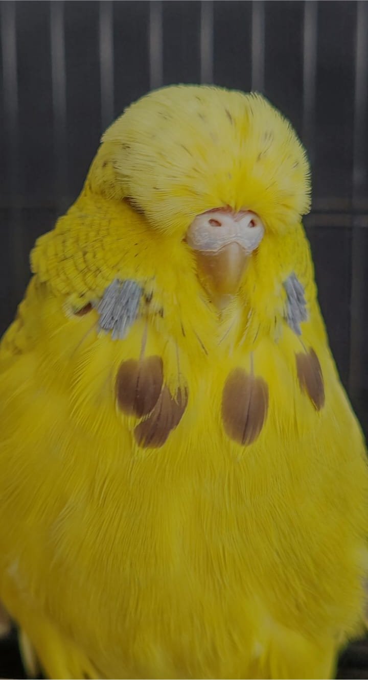 The Visser Aviary CC Best Opaline Cinnamon Green on Show