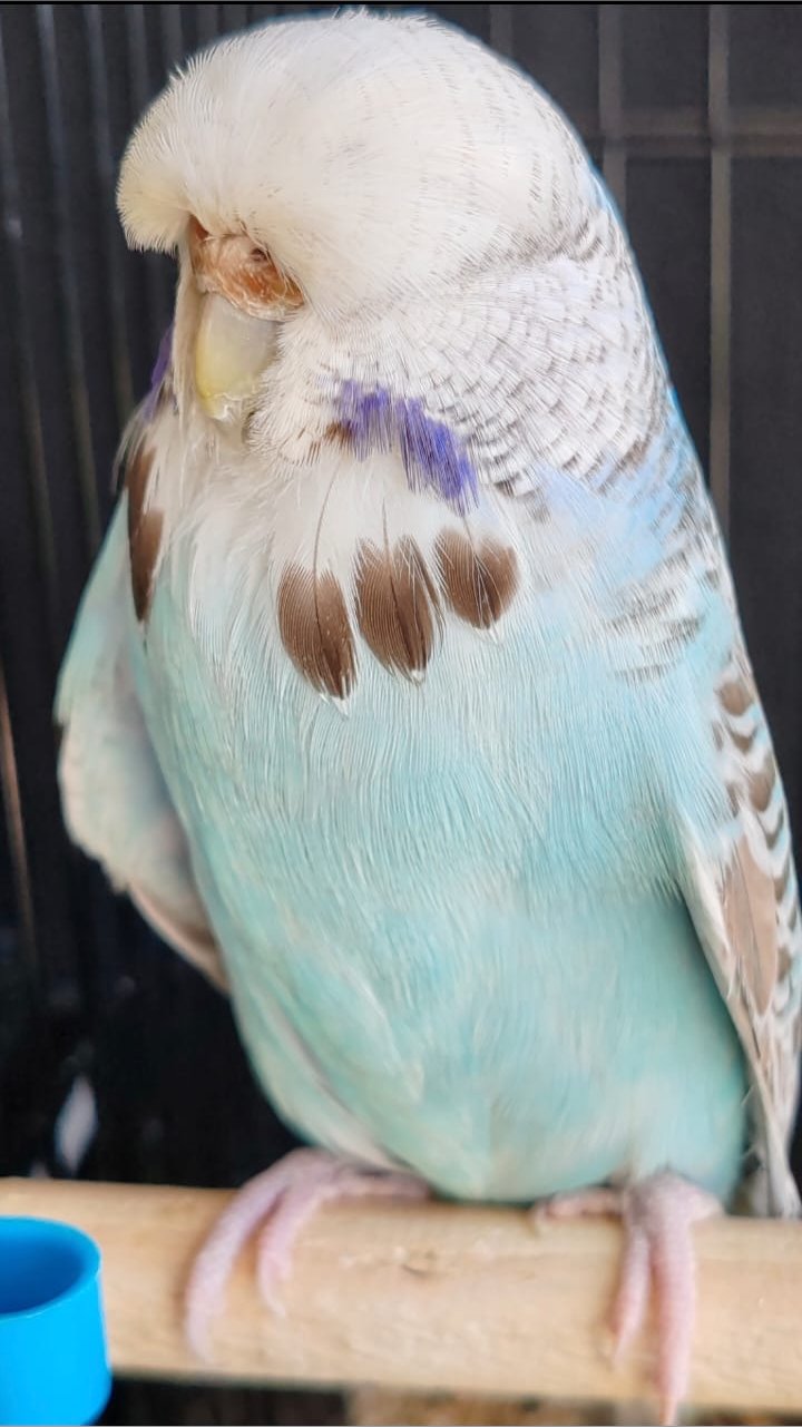 Wally Luck CC Best Opaline Cinnamon Blue on Show