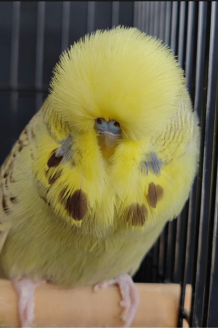 Christo Thompson CC Best Golden Face on Show