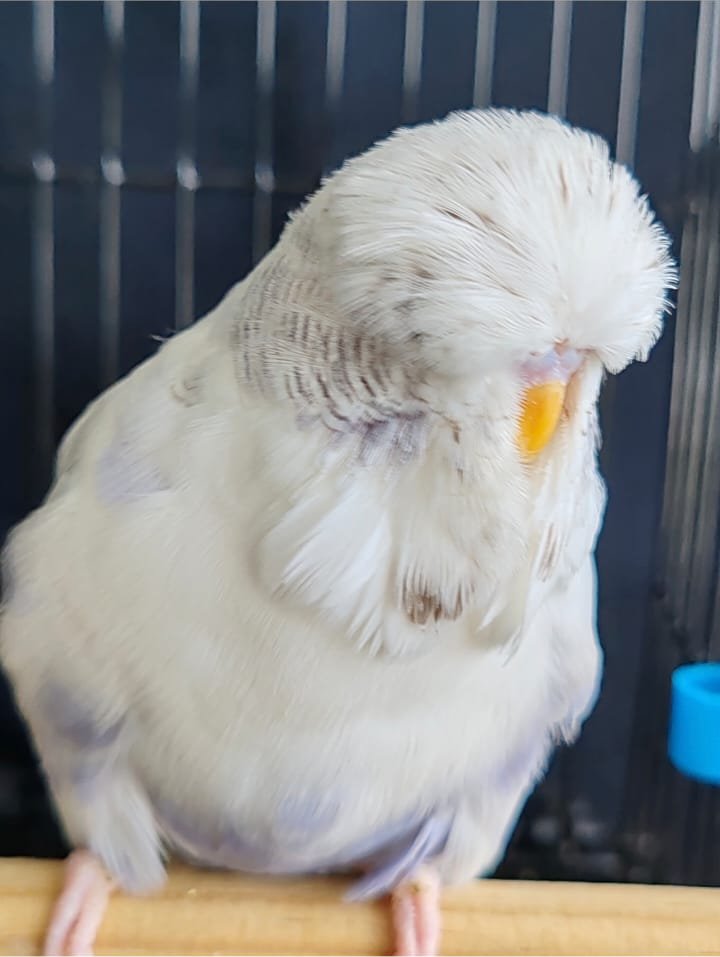 Johan vd Merwe CC Best Recessive Pied on Show
