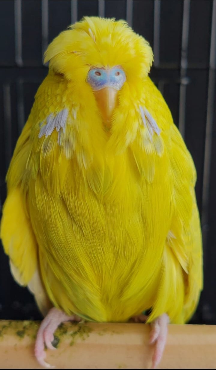 Johan vd Merwe CC Best Yellow & White Suffused on Show