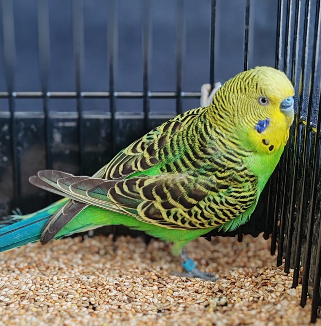 Marcus Faure Best Budgerigar of Colour on Show