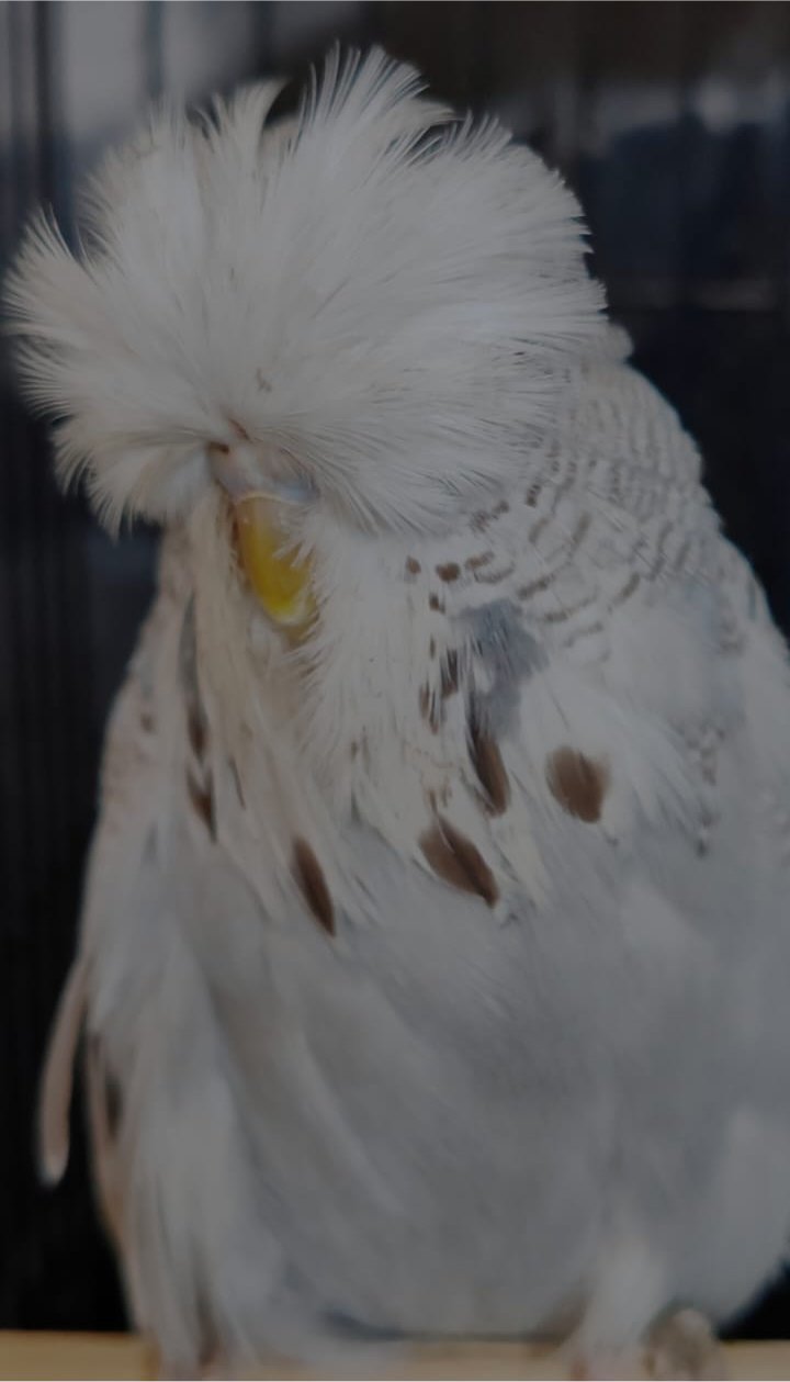 van Deventer Stud & Roos Best Bird on Show