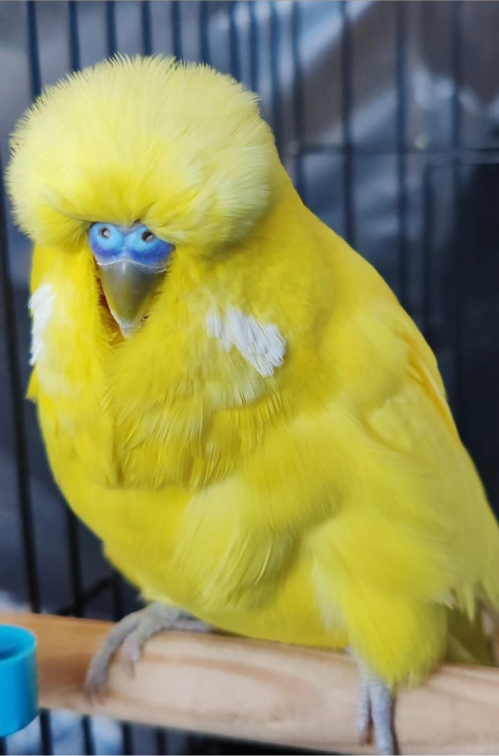 van Rooy Aviaries Best Spangle on Show