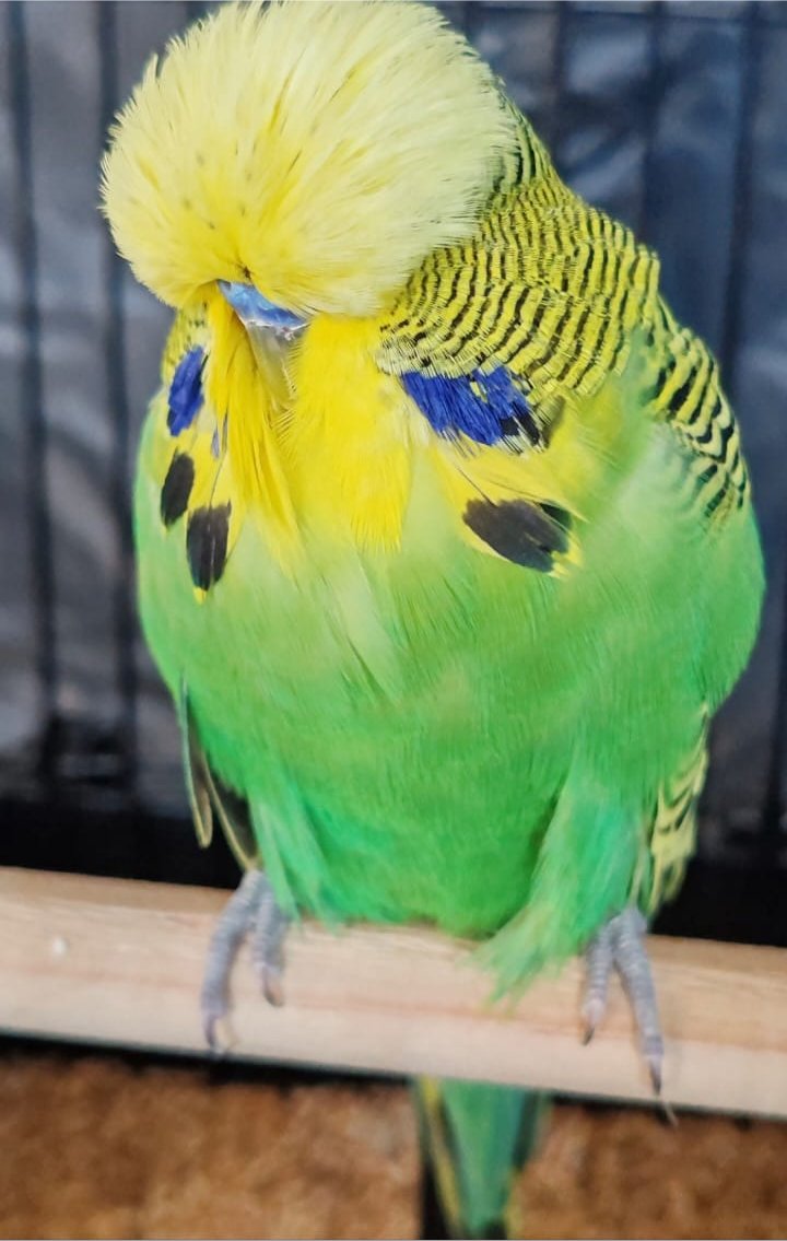 van Deventer Stud & Roos Colour of the Year on Show