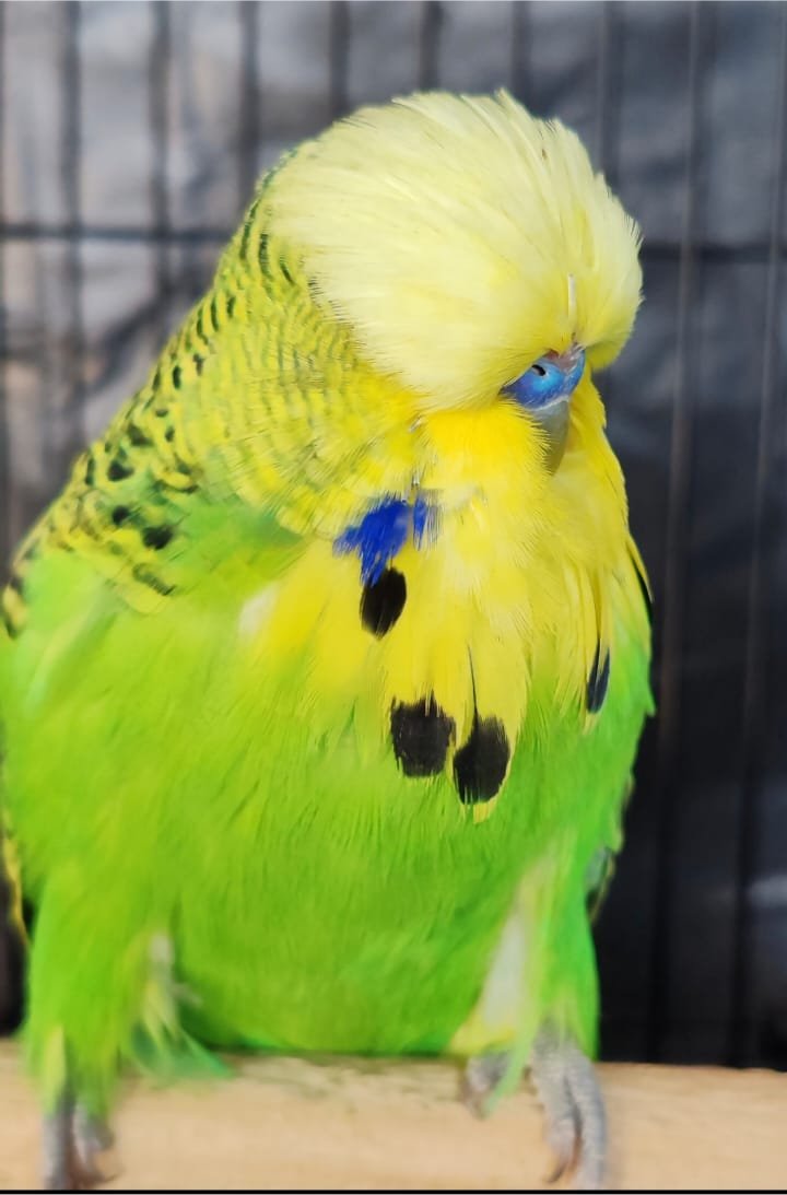 Deon Davie CC Best Light Green on Show