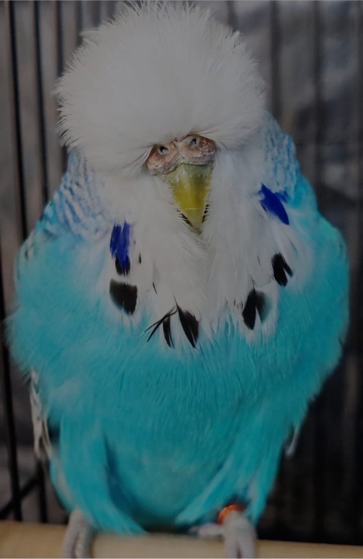 Willrich Aviaries CC Best Skyblue on Show