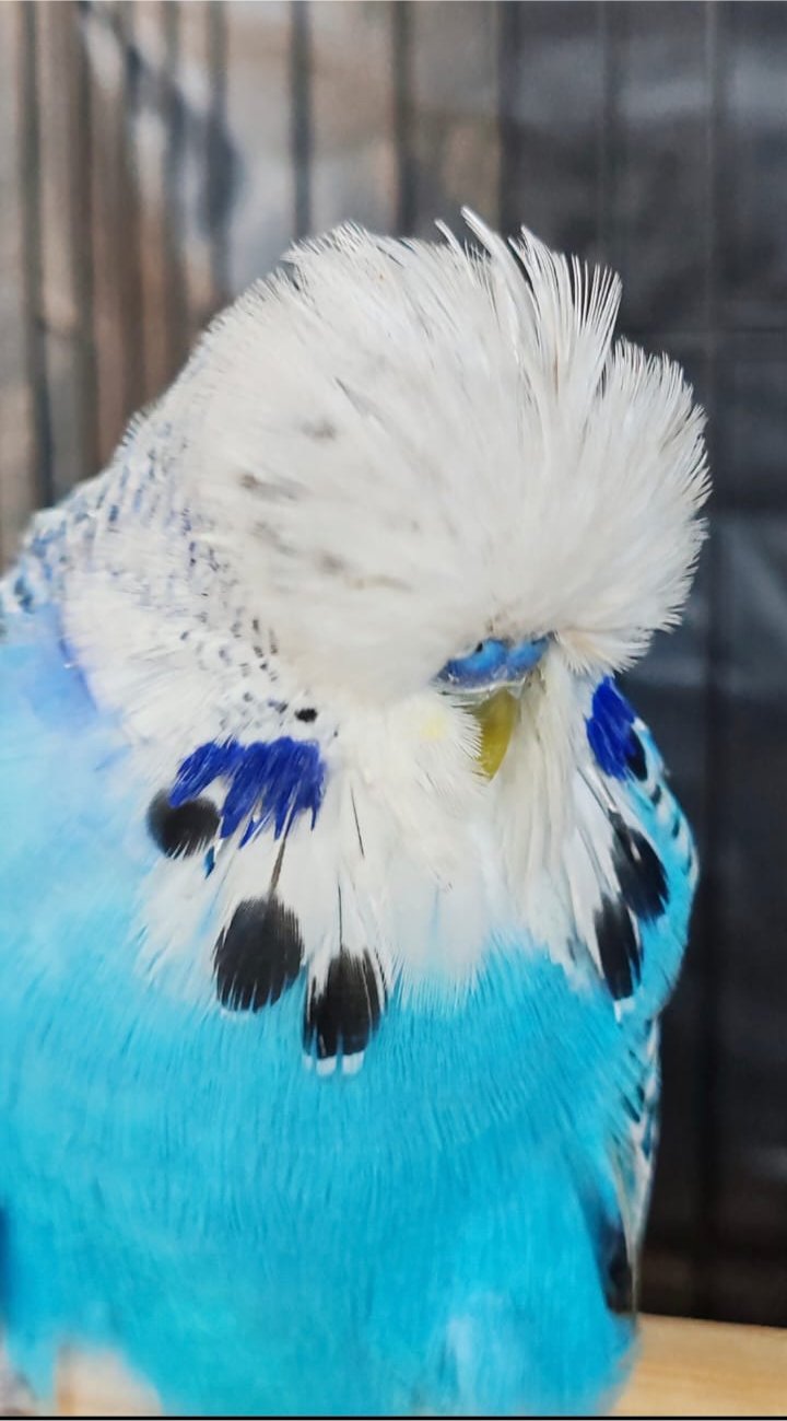 Willrich Aviaries CC Best Cobalt on Show