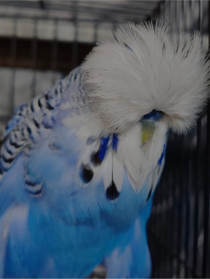 van Deventer Stud & Roos CC Best Violet on Show