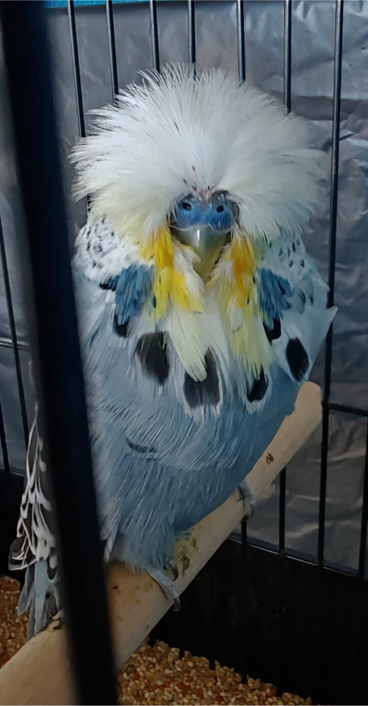 Willrich Aviaries CC Best Grey on Show