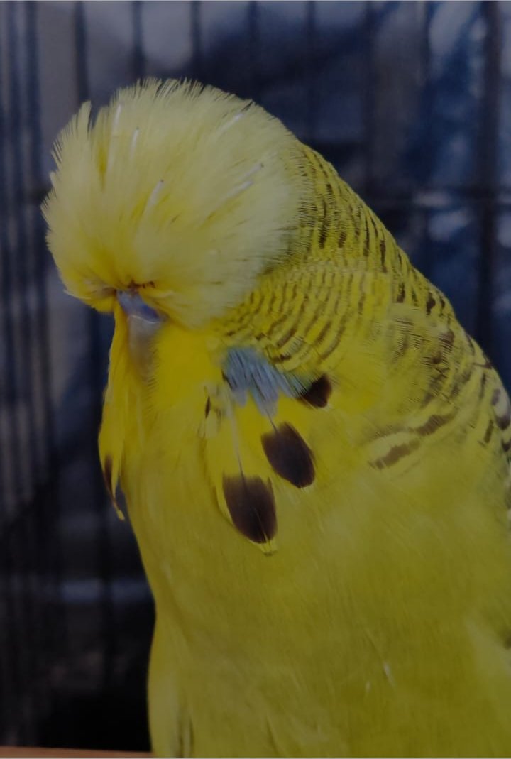 Andre Scholtz CC Best Cinnamon Grey Green on Show