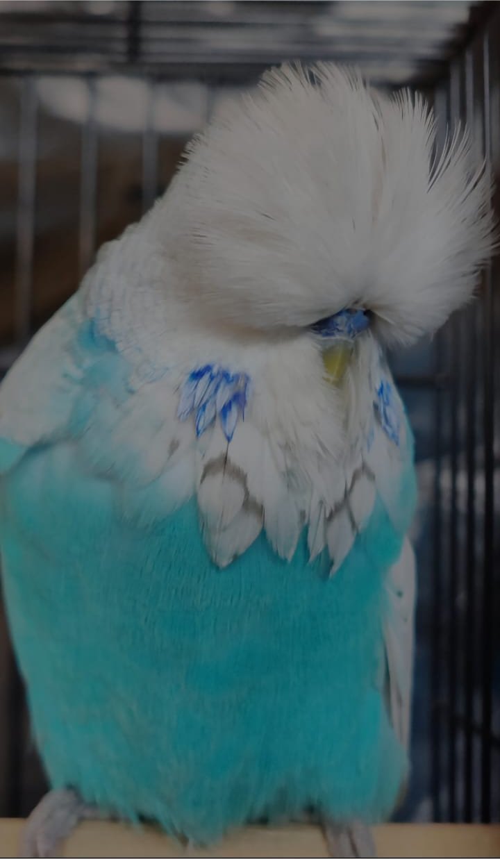 van Deventer Stud & Roos CC Best Spangle Blue Series on Show