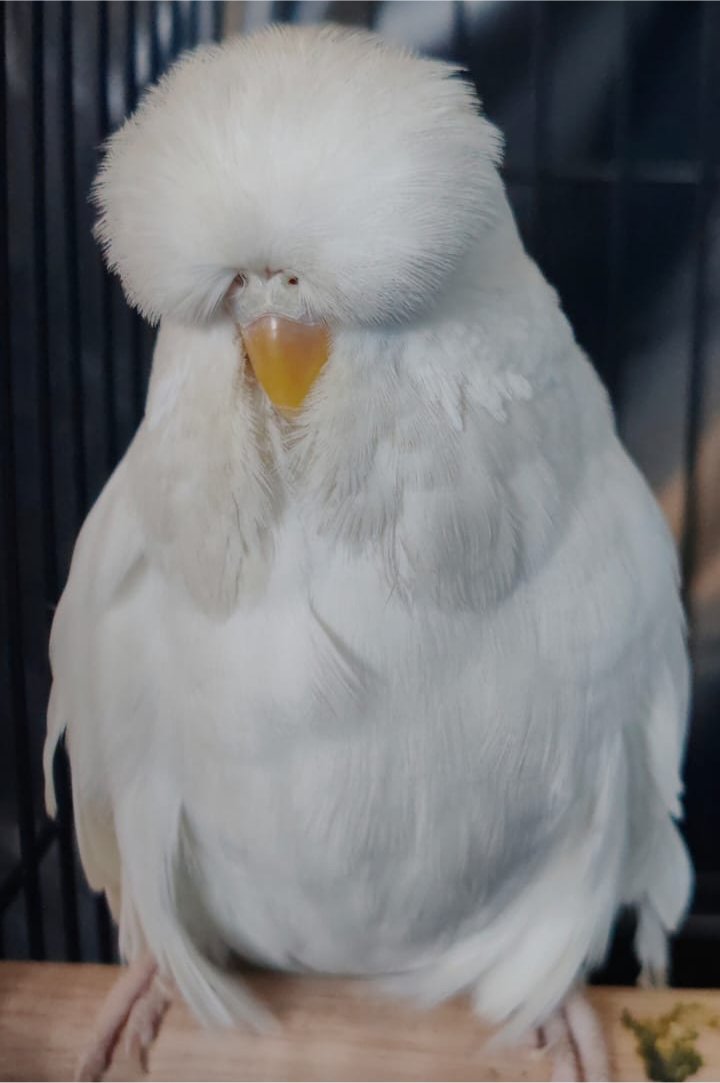 van Deventer Stud & Roos CC Best Albino on Show