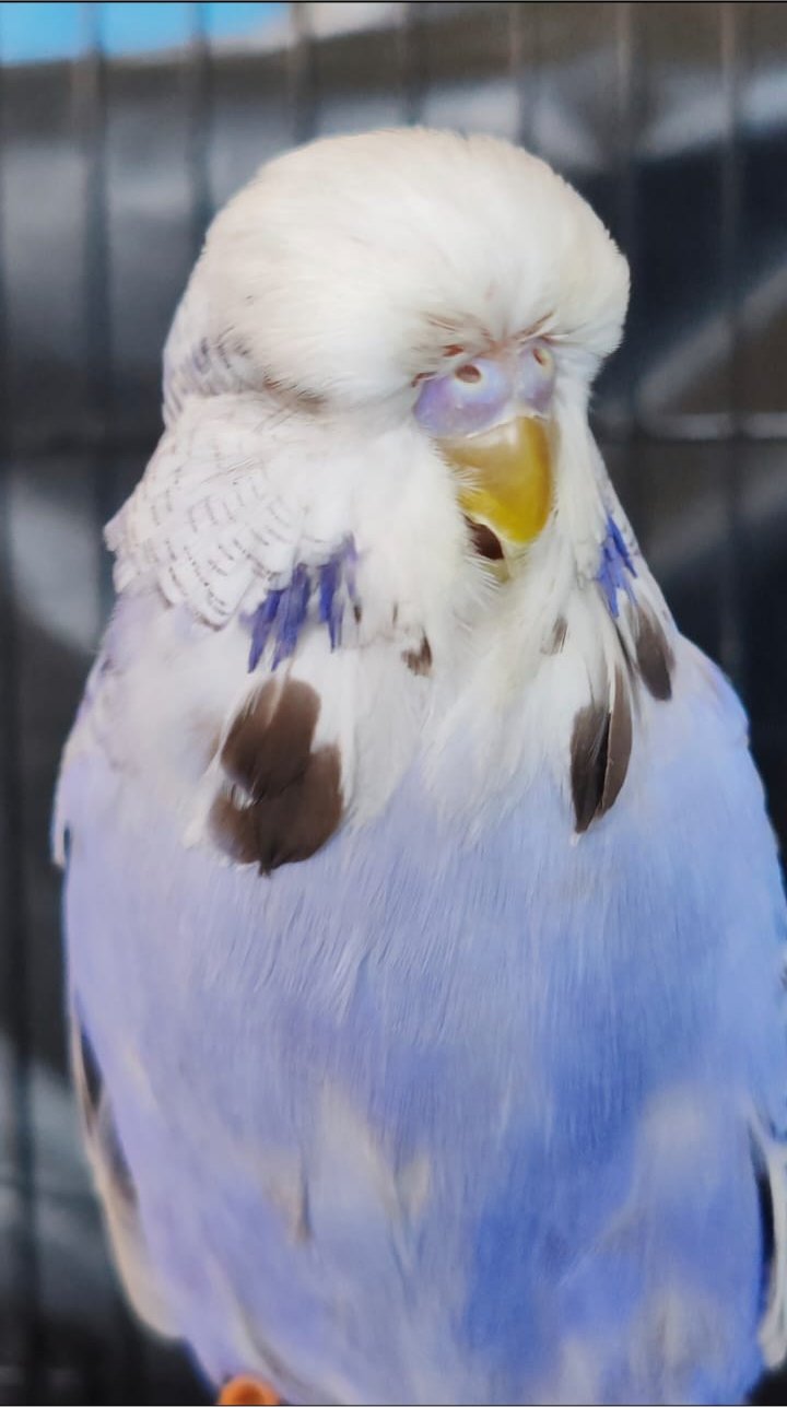 Olivier Aviaries CC Best Opaline Cinnamon Blue on Show