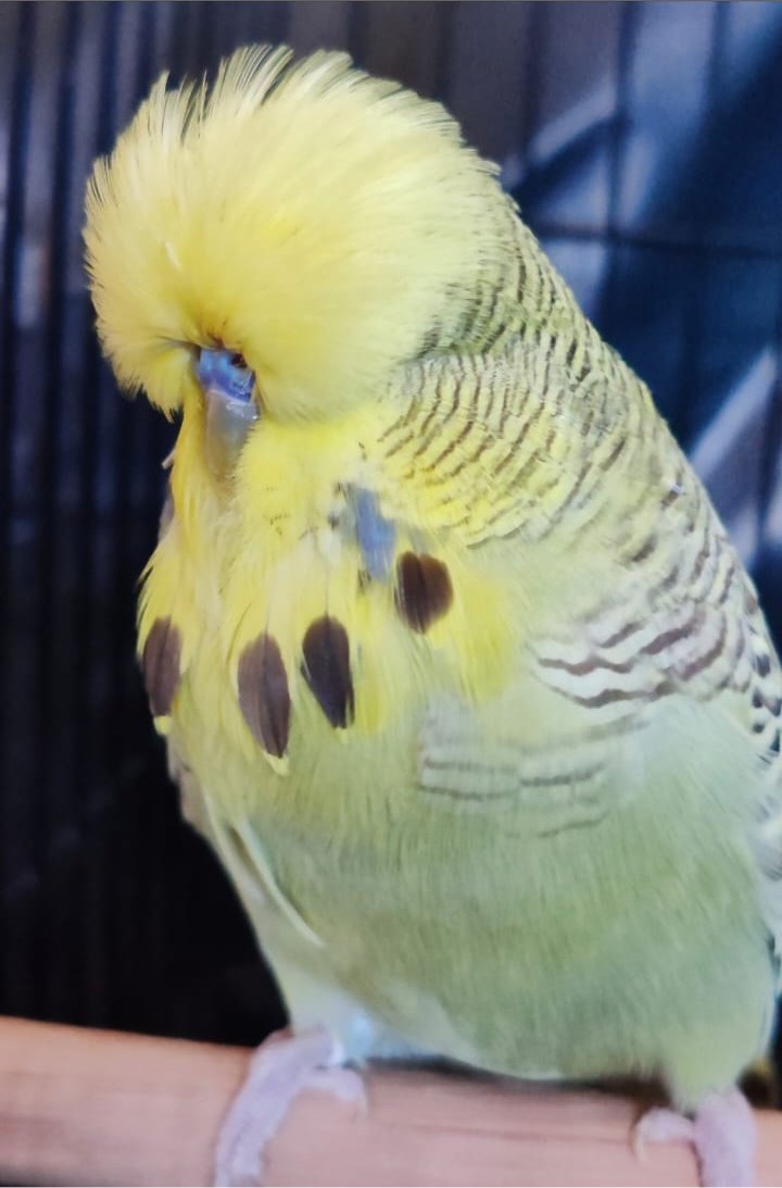 Christo Thompson CC Best Golden Face on Show