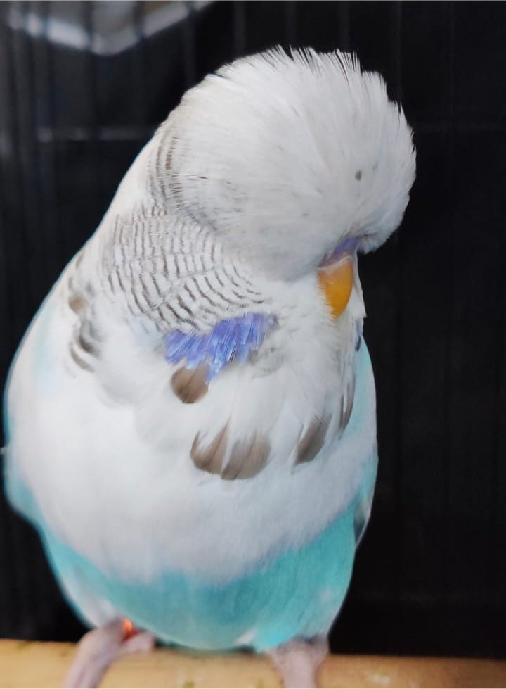 van Deventer Stud & Roos CC Best Recessive Pied on Show