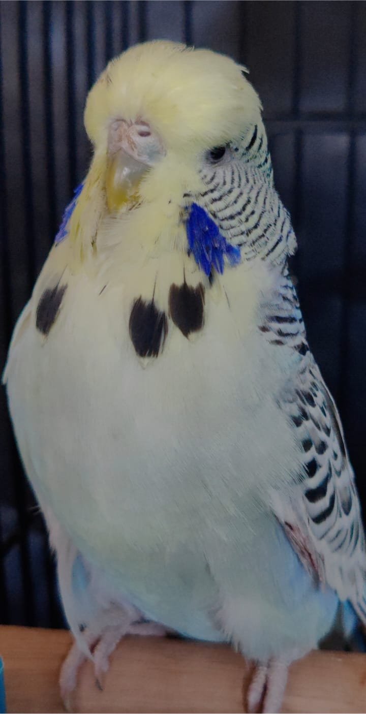 The Visser Aviary CC Best Texas Clearbody on Show