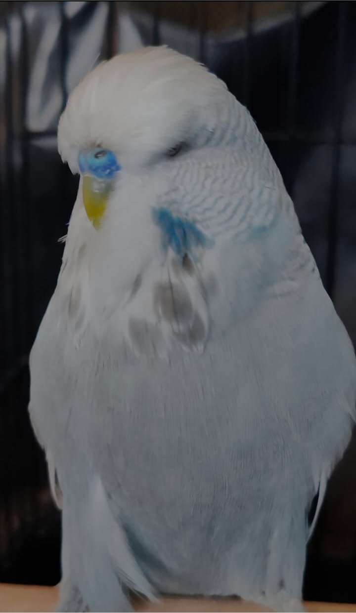 van Rooy Aviaries CC Best Greywing on Show