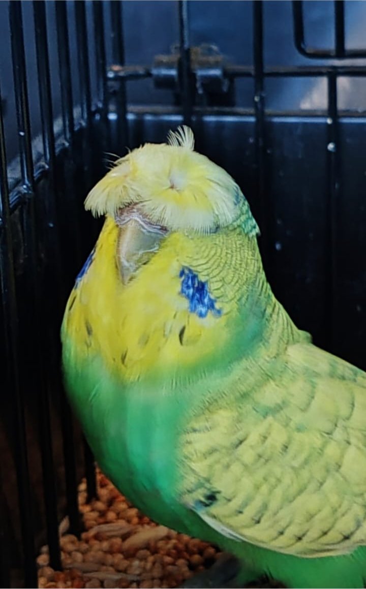 Deon Davie CC Best Crested on Show