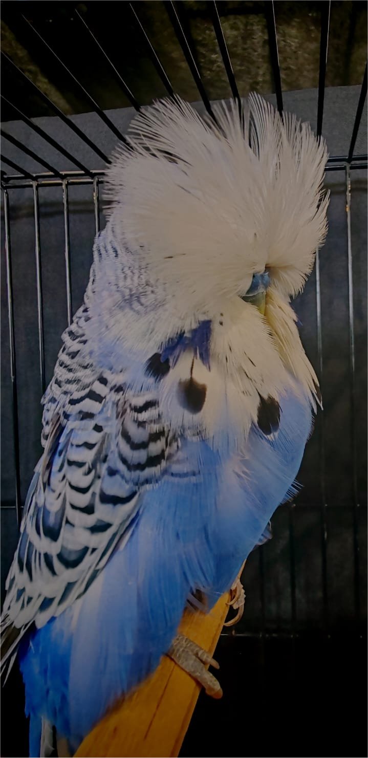 van Deventer Stud & Roos Best Bird, Best Any Age, Best Rare on Show, Challenge Certificate Violet, Best Champion and Best Champion Any Age on Show
