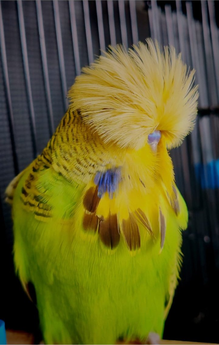 van Deventer Stud & Roos Best Young Bird on Show