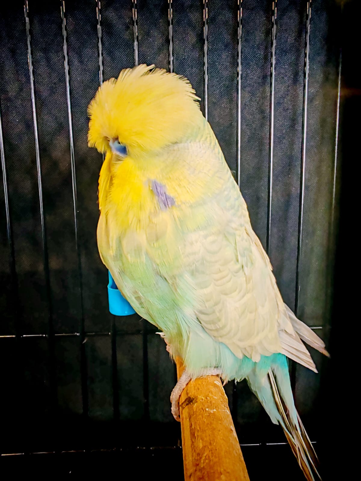 van Rooy Aviaries Colour of the Year on Show