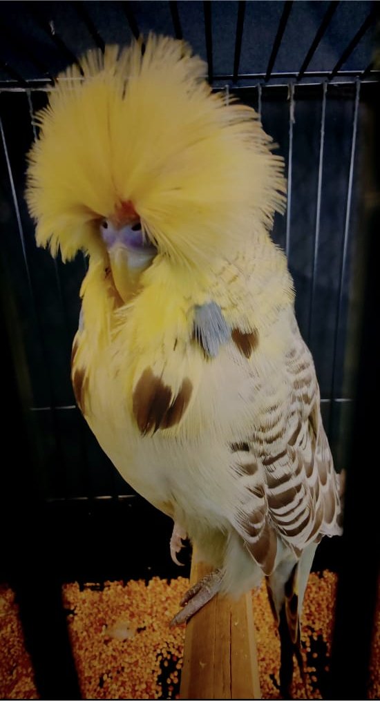 Young Blood Aviaries Best Intermediate and Best Intermediate Any Age on Show