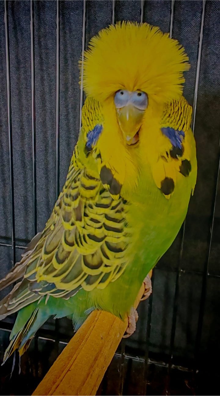 Olivier Aviaries CC Best Olive Green and Mauve on Show