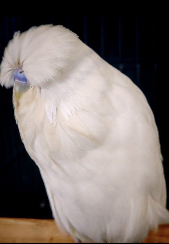 Young Blood Aviaries CC Best Double Factor Spangle on Show