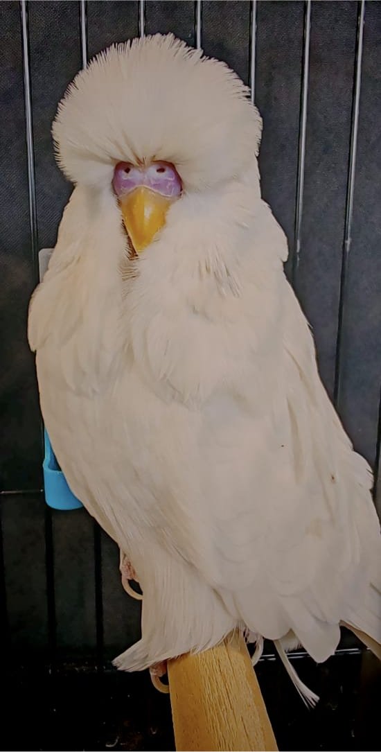 RW Boerdery CC Best Albino on Show