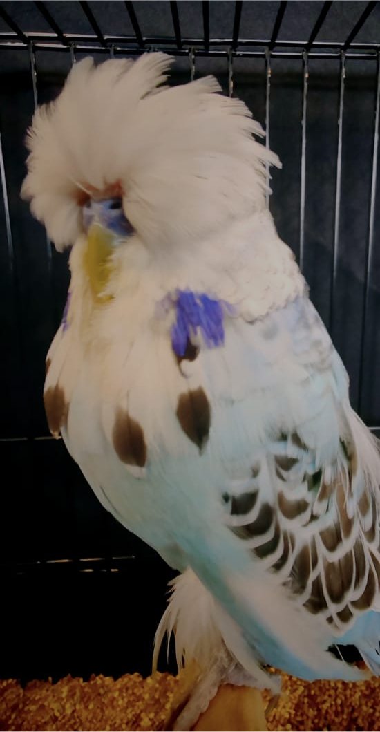 Pierre Swart CC Best Opaline Cinnamon Blue on Show