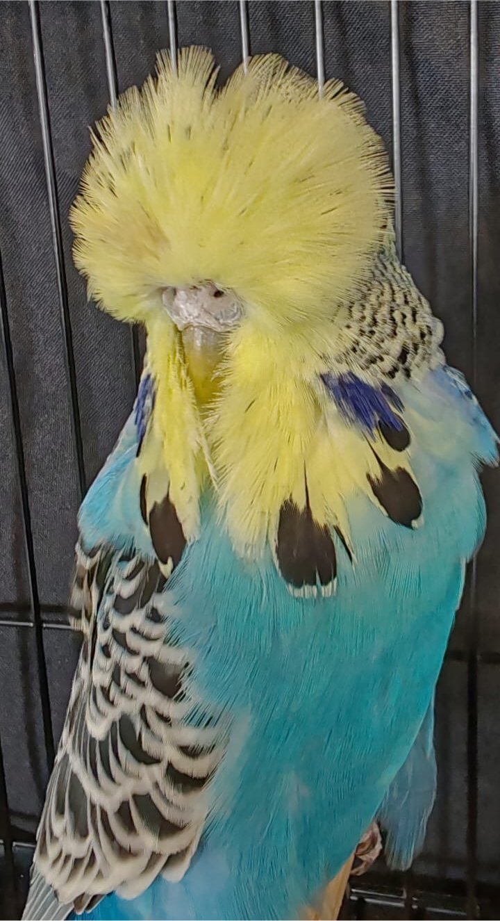 Willrich Aviaries CC Best Yellowface on Show