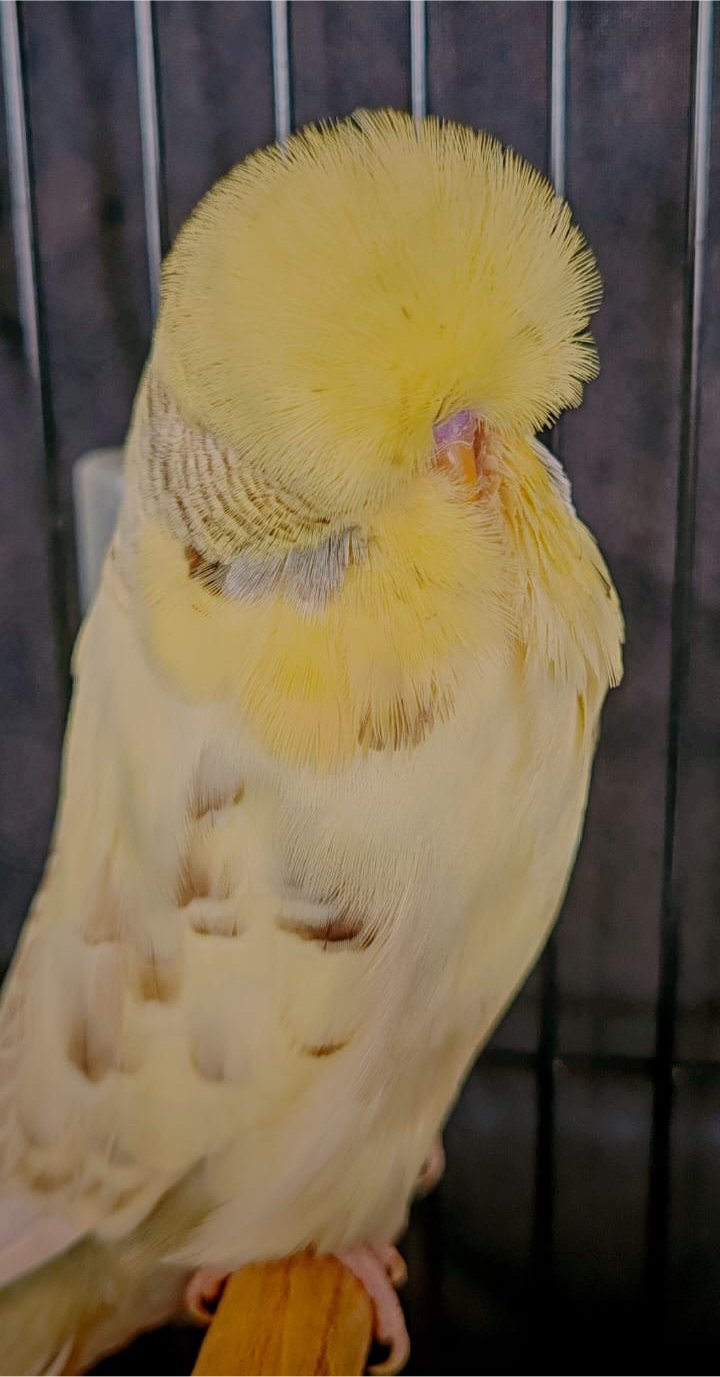 Pierre Swart CC Best Recessive Pied on Show