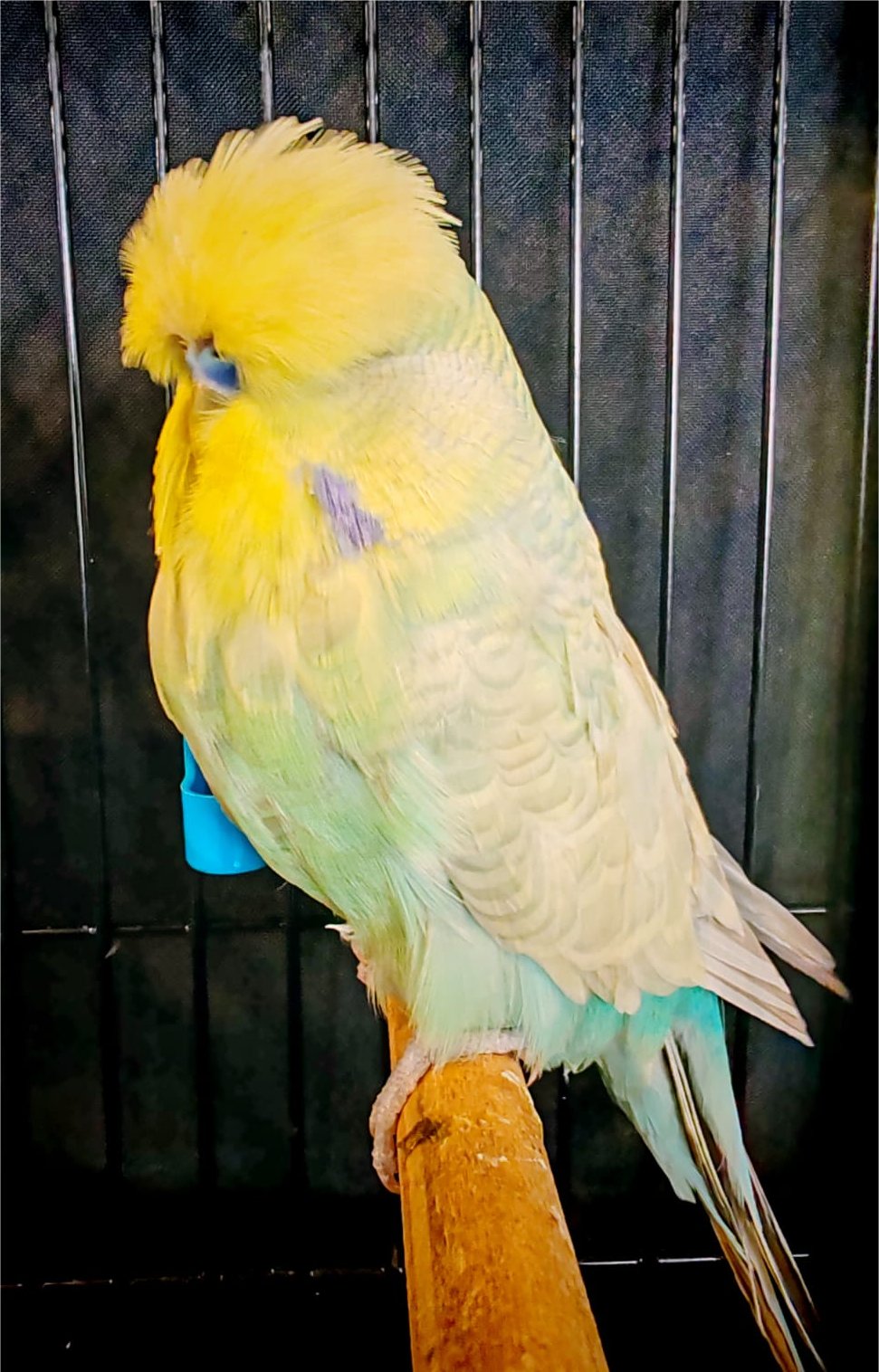 van Rooy Aviaries CC Best Yellow & White Suffused on Show