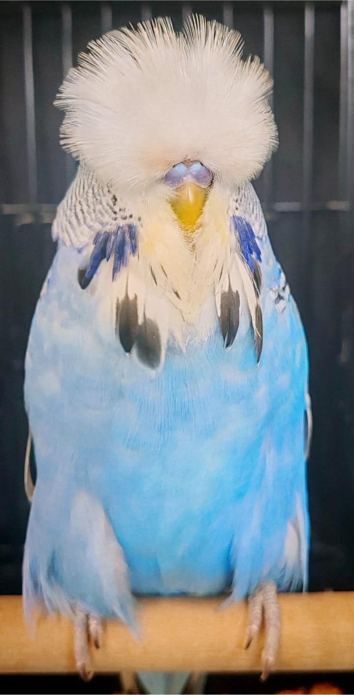 Resplendent Bird Aviaries CC Best Greywing on Show
