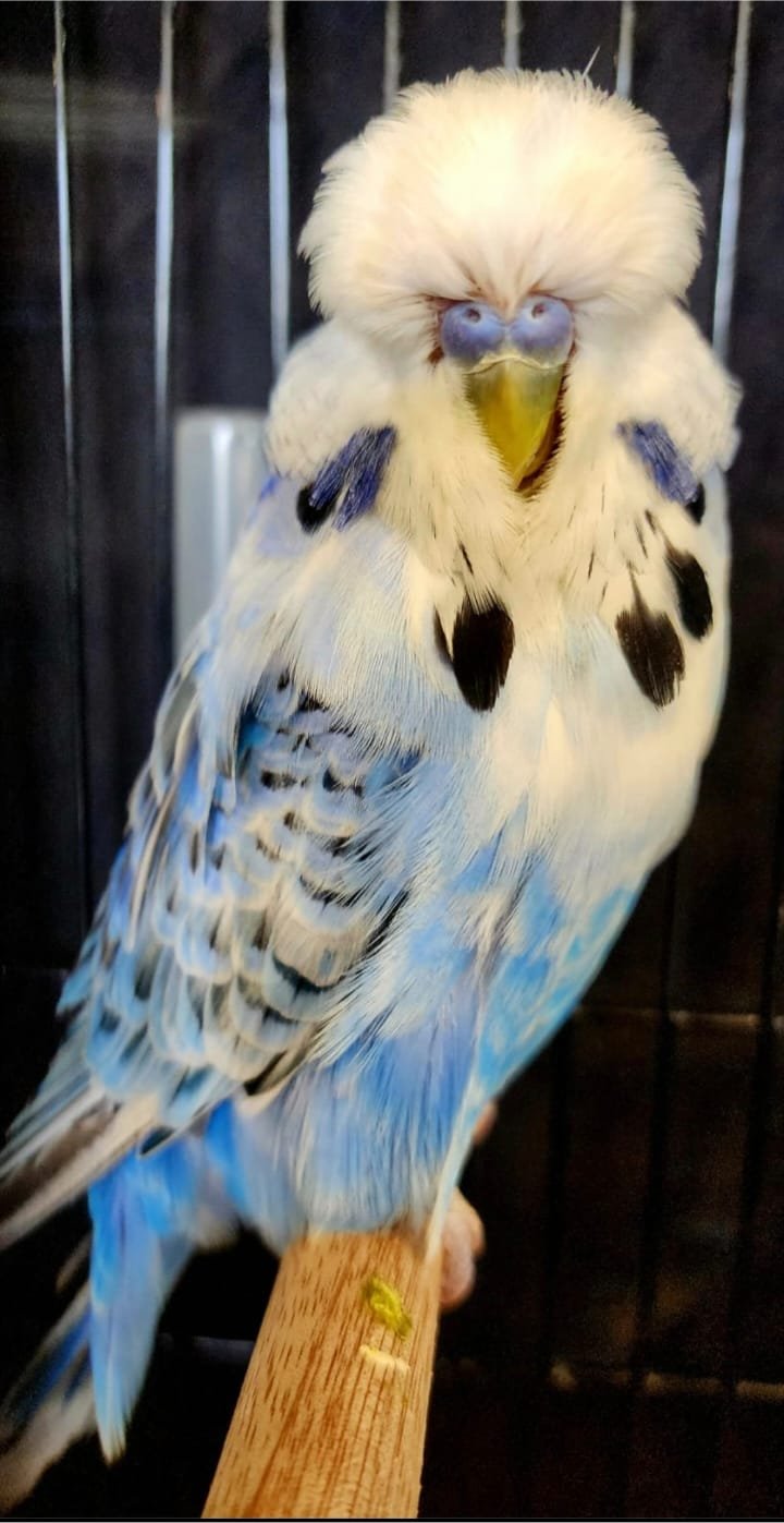 Resplendent Bird Aviaries CC Best Any Other Colour or Variety on Show