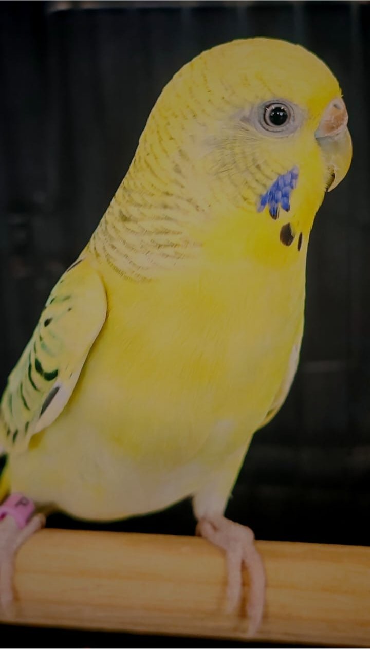 Bakgat Budgies Best Budgerigar of Colour on Show