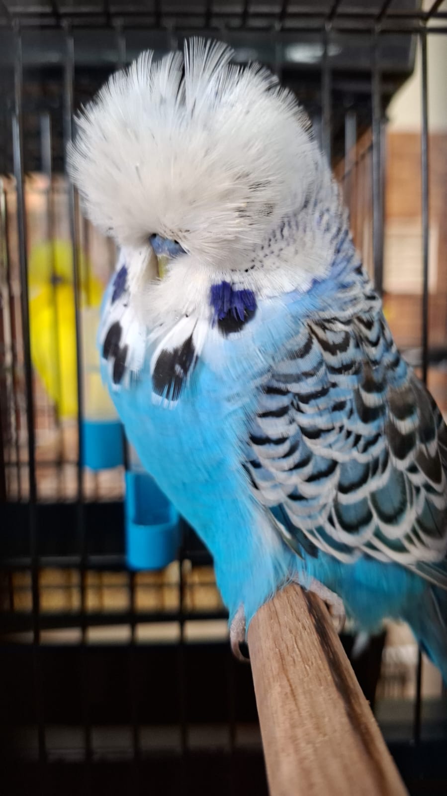 Willrich Aviaries CC Best Cobalt on Show