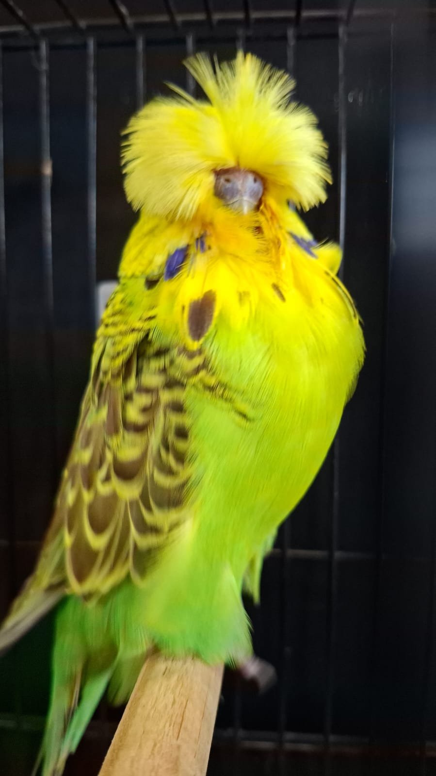Young Blood Aviaries CC Best Cinnamon Green Series on Show