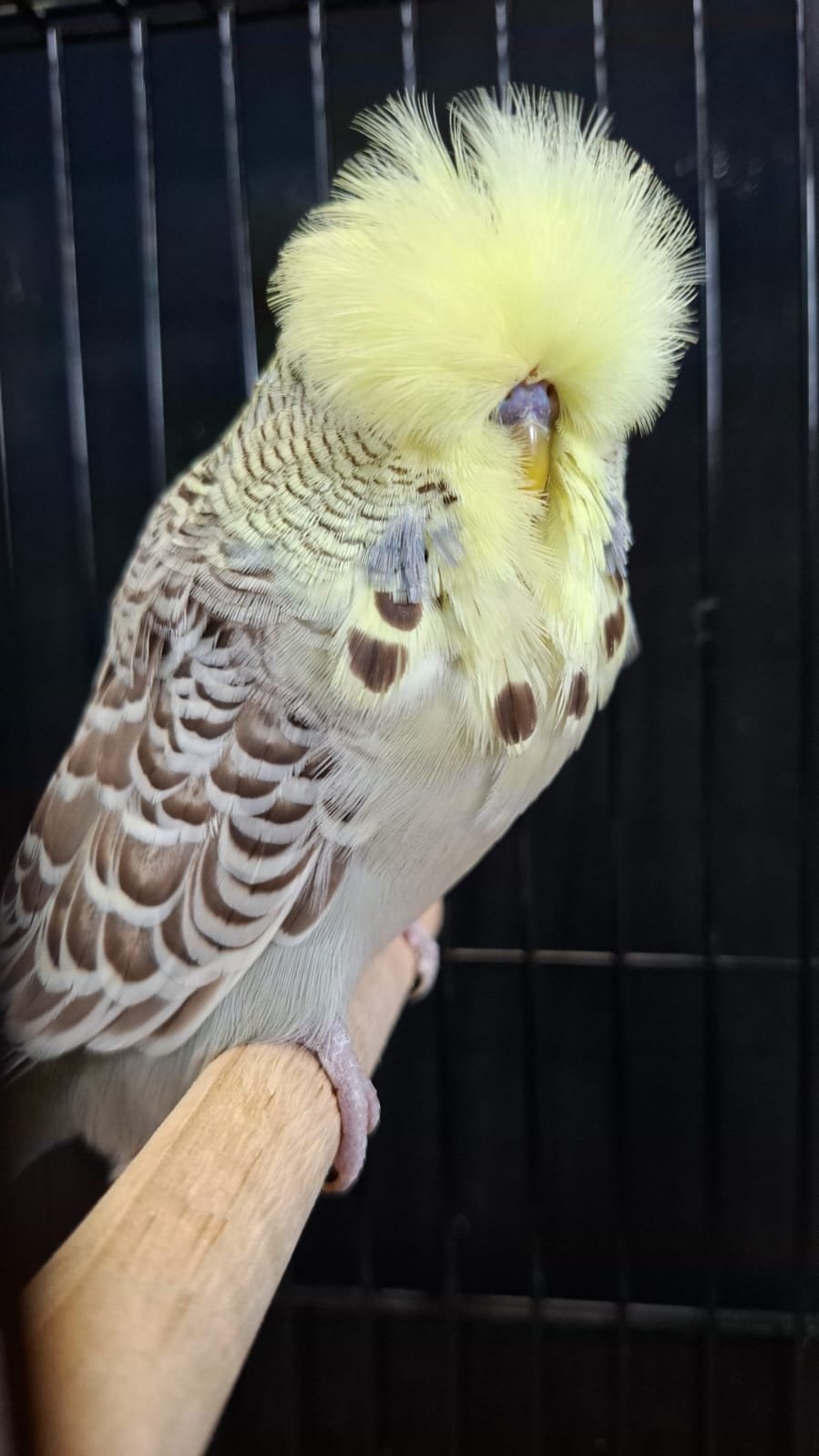 Willrich Aviaries CC Best Yellowface on Show