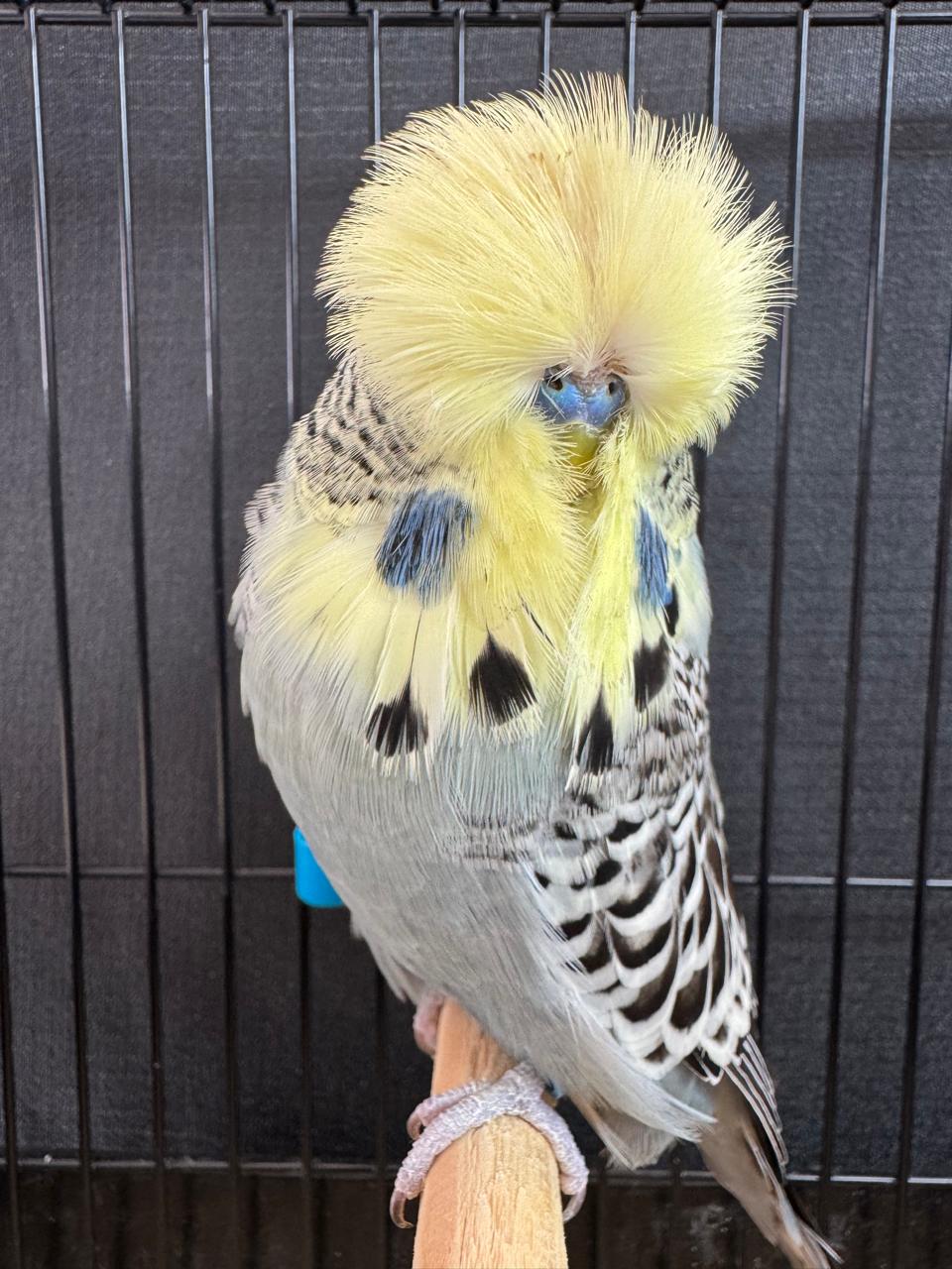 Tommie Roodt Best Bird, Best Any Age, Best Champion on Show, Best Champion Any Age on Show, Challenge Certificate Yellowface