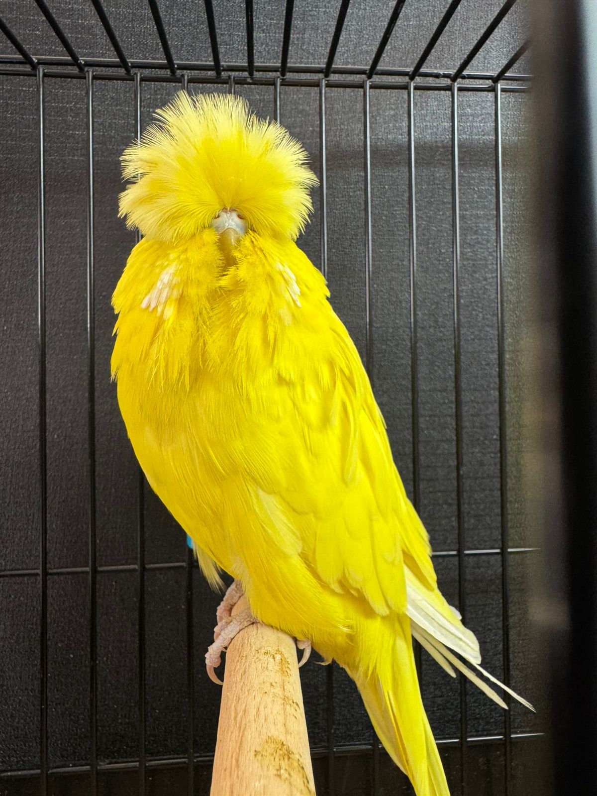 Michael Borcherds Best Opposite Sex on Show, Best Young Bird on Show, Best Spangle on Show,Best Novice on Show, Best Novice Young Bird on Show, Challenge Certificate Double Factor Spangle