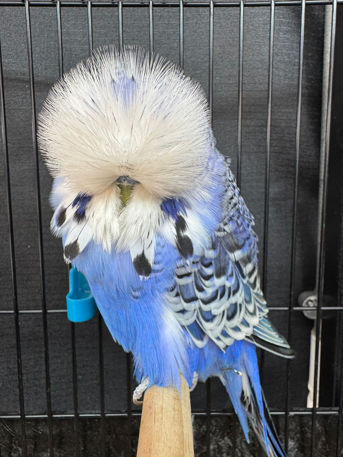 van Deventer Stud & Roos Runner-up to Best Bird, Best Rare on Show and Challenge Certificate Violet